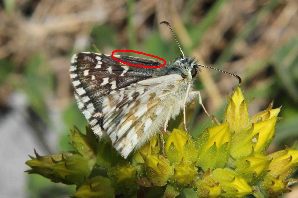 Pyrgus da identificare